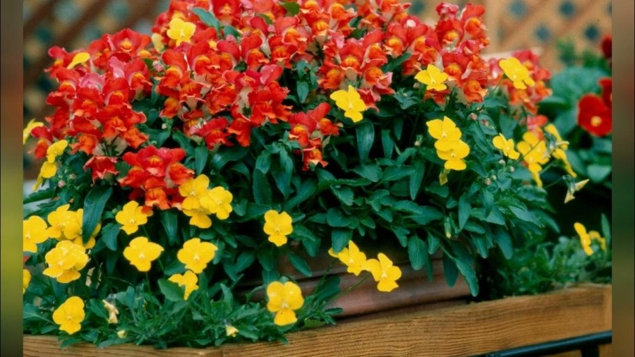 Антирринум карликовый львиный зев