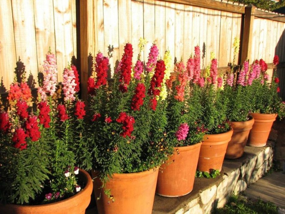 Львиный зев на клумбе