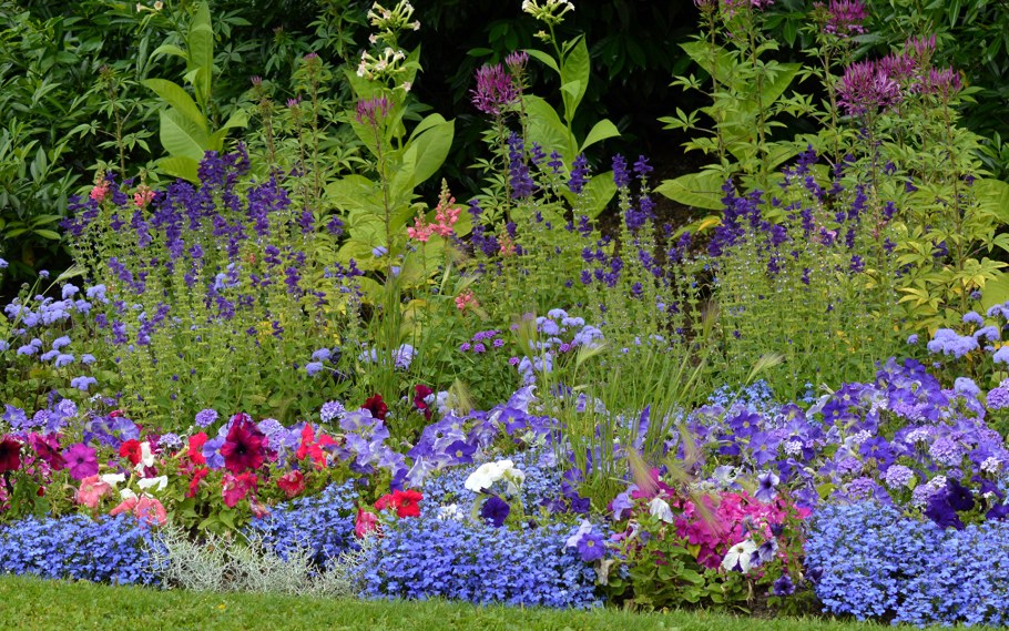 Сальвия агератум лобелия