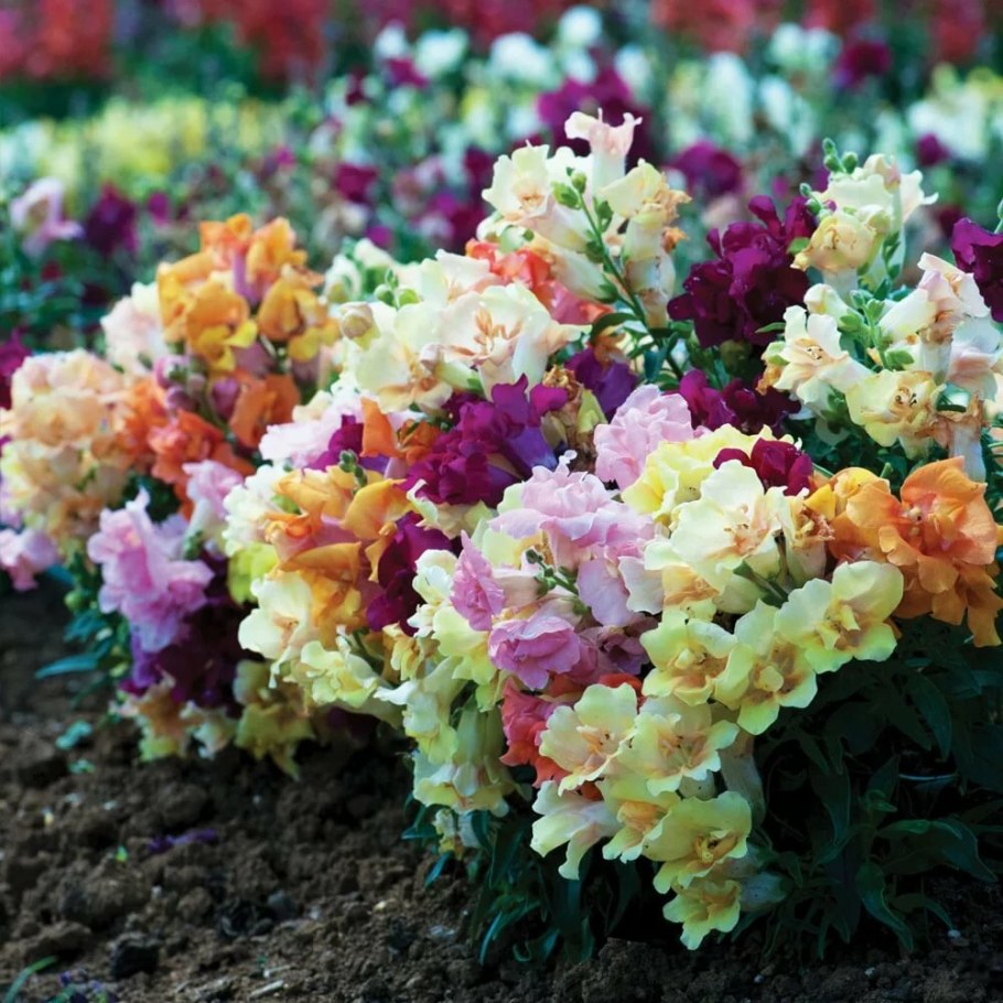Антирринум (Antirrhinum)