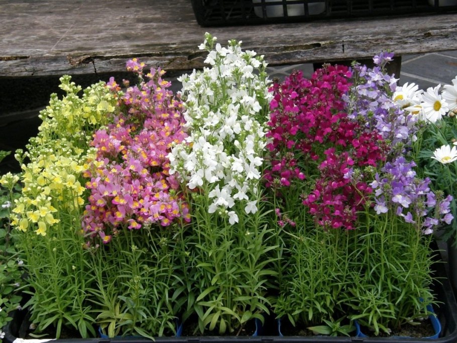 Маттиола и львиный зев