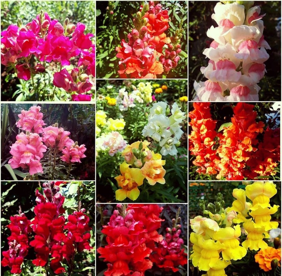 Львиный зев вьющийся сорта