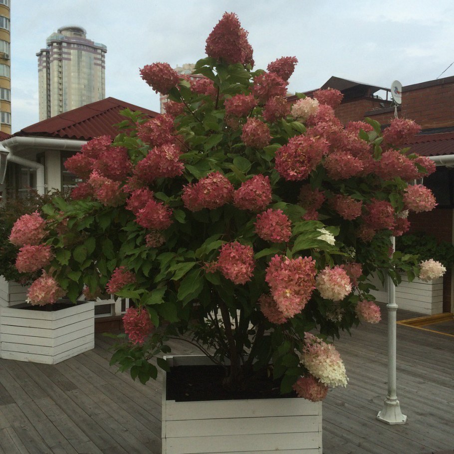 Гортензия метельчатая Самарская