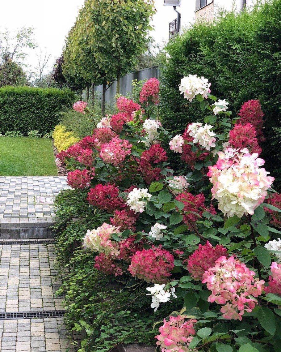 Гортензия метельчатая гаймондруш