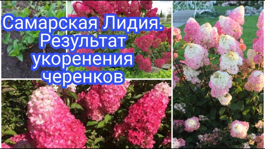 Гортензия метельчатая Лидия