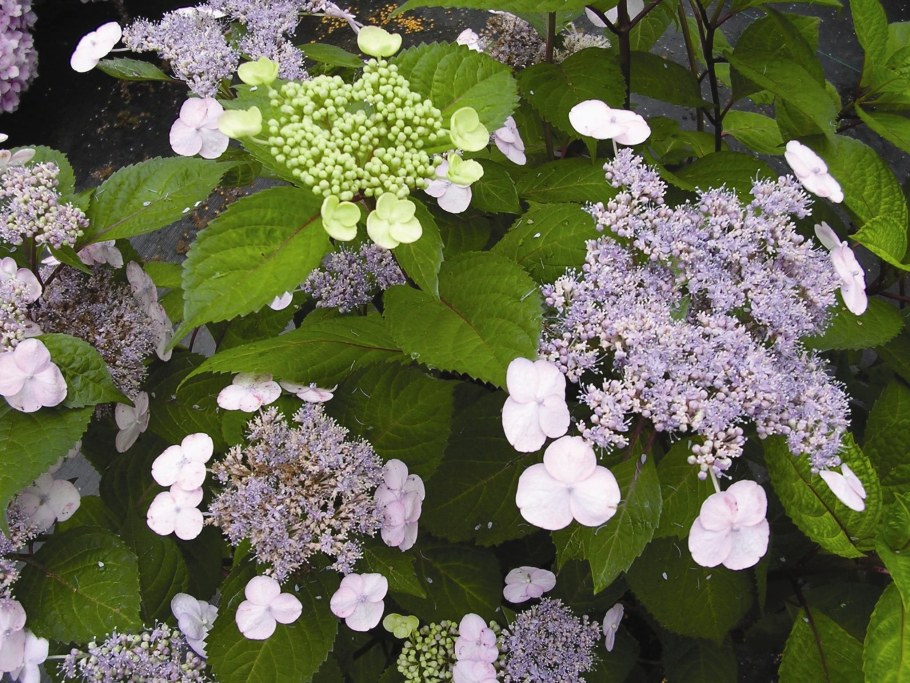 Гортензия метельчатая Samarskaya Lidiya