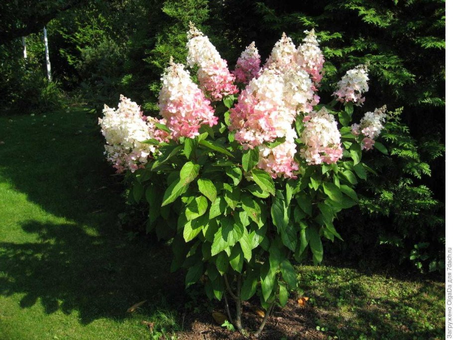 Гортензия метельчатая Ванилла Лаймлайт