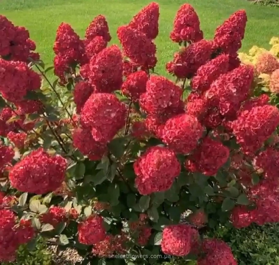 Самарская Лидия метельчатая