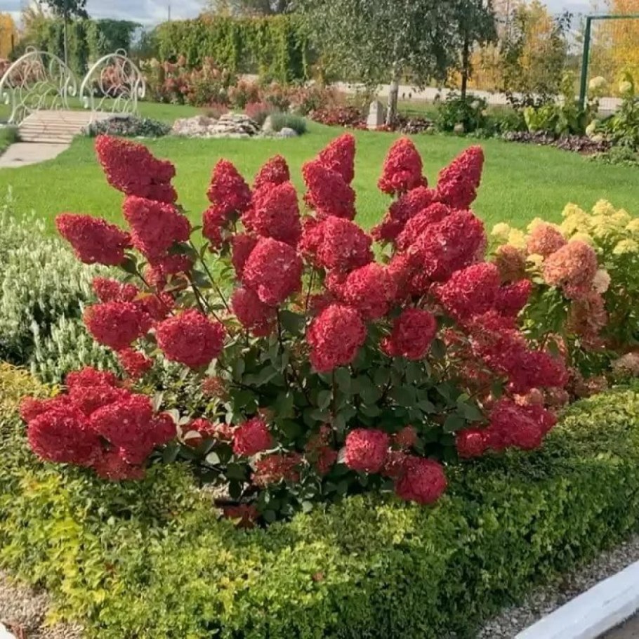 Гортензия метельчатая (Hydrangea paniculata Samarskya Lydia) р8 р8 Франция