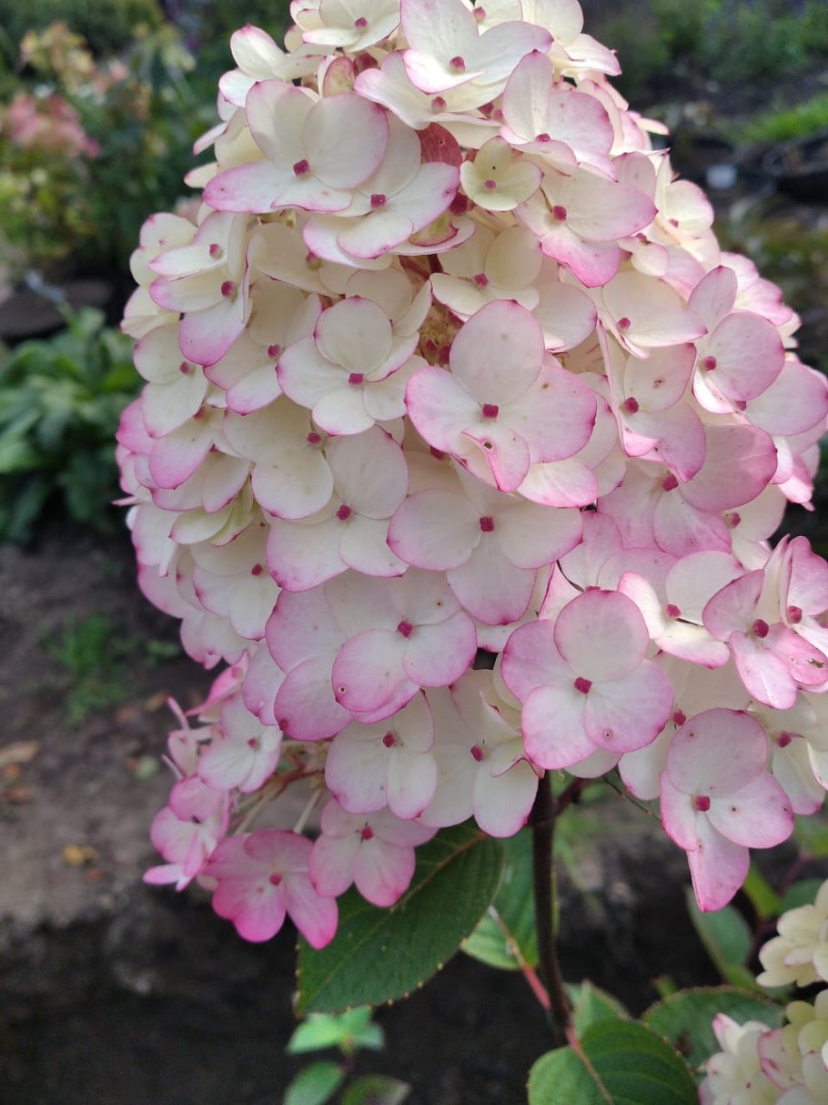 Гортензия Samarskaya Lydia