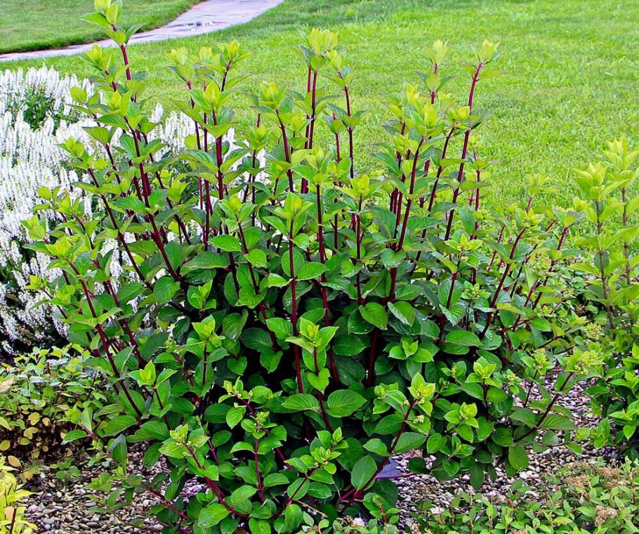 Гортензия метельчатая сорта «Самарская Лидия»