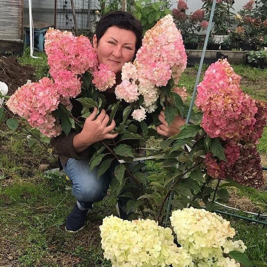 Гортензия Самарская Лидия где купить в Липецке