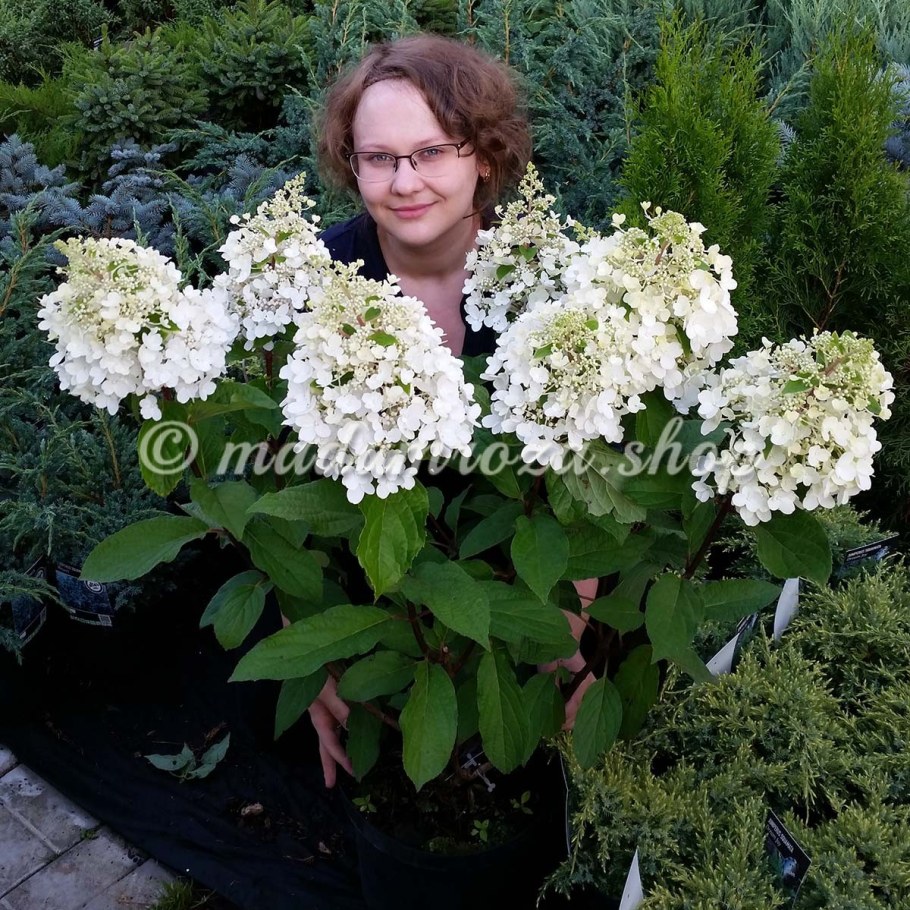 Гортензия метельчатая Лидия