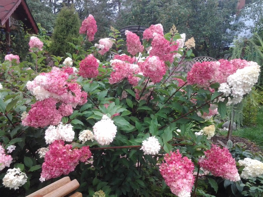 Гортензия метельчатая Самарская Лидия