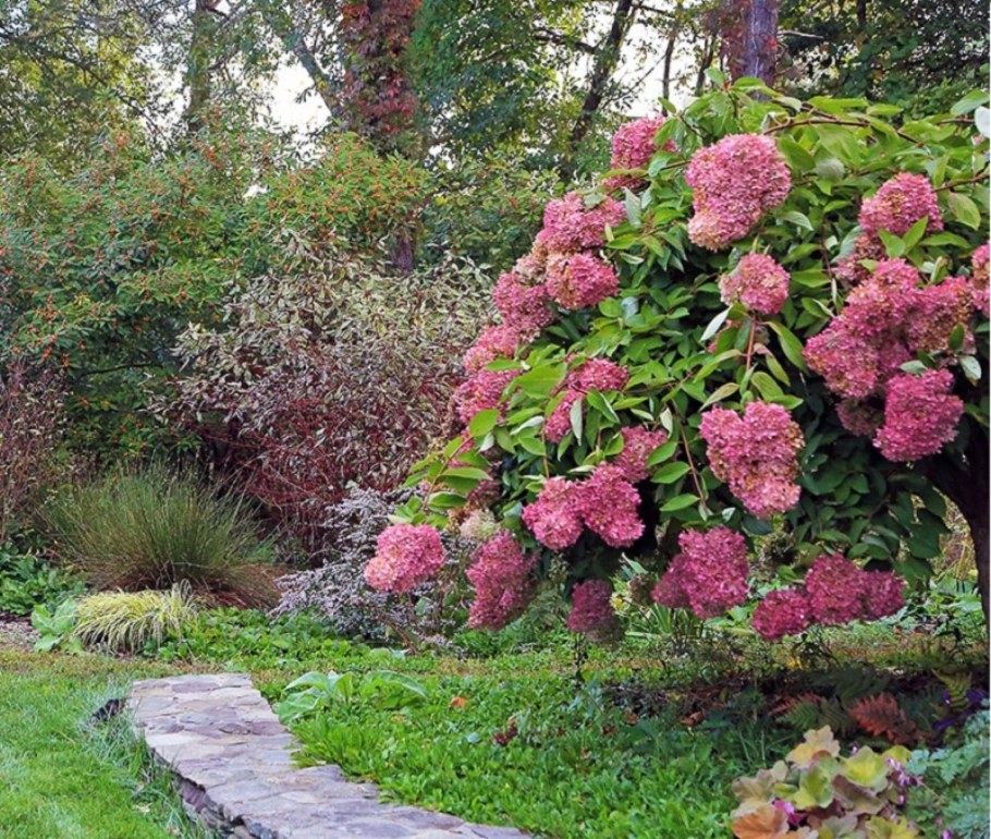 Сорт гортензии Самарская Лидия