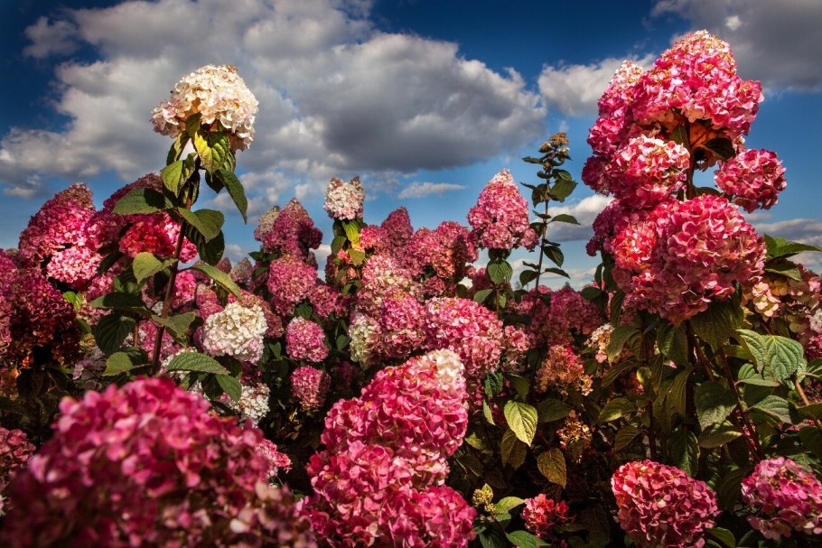 Гортензия метельчатая 'Samarskya Lidia'