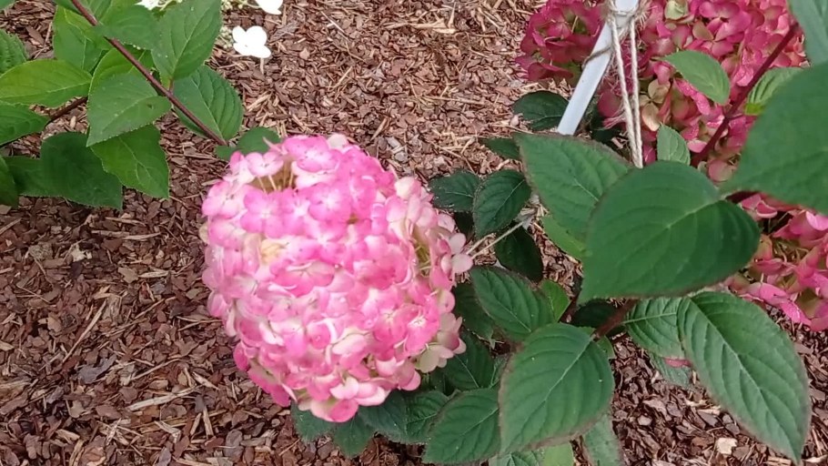 Гортензия Самарская Лидия посадка и уход в открытом грунте