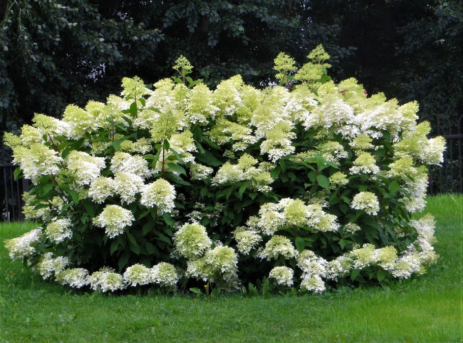 Гортензия Вайт Голиаф