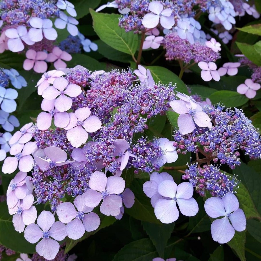 Гортензия метельчатая Лидия