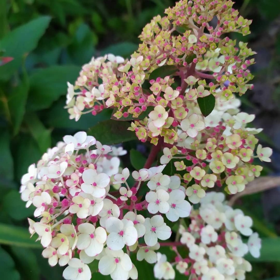 Гортензия метельчатая Samarskaya Lidiya