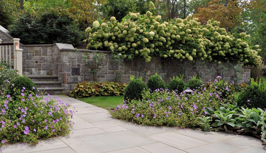 Гортензия черешковая