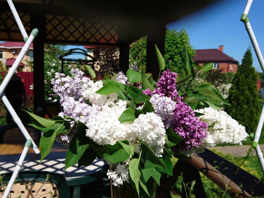 Гортензия метельчатая Лидия