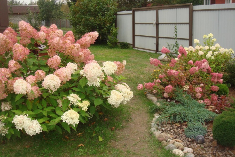 Гортензия метельчатая Pikachu