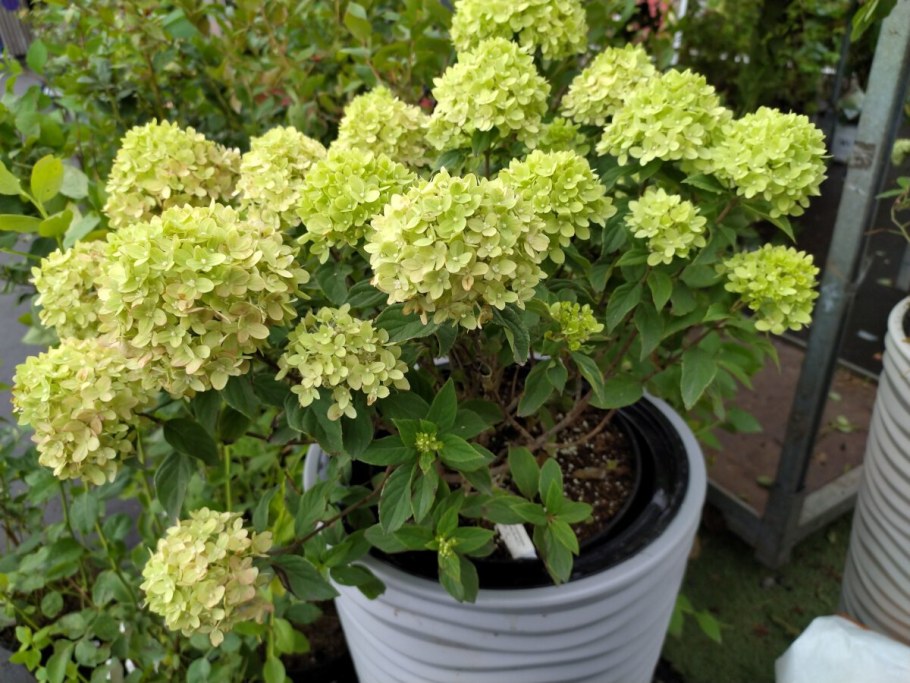 Гортензия метельчатая Сибирская