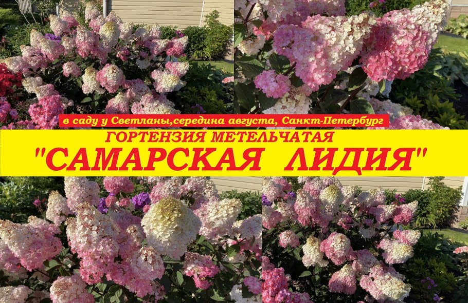 Гортензия Ренсам Самарская Лидия