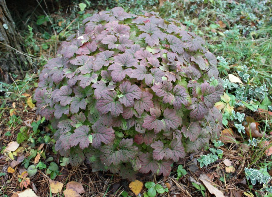 Калина обыкновенная Нанум