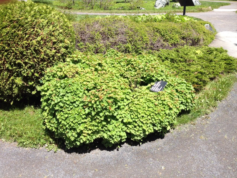 Калина обыкновенная Нана