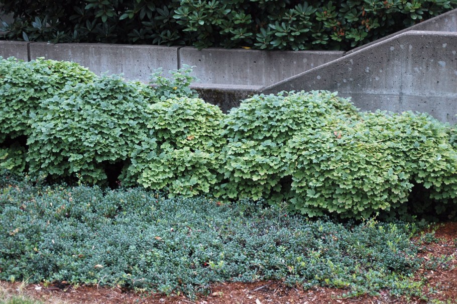 Калина Нанум