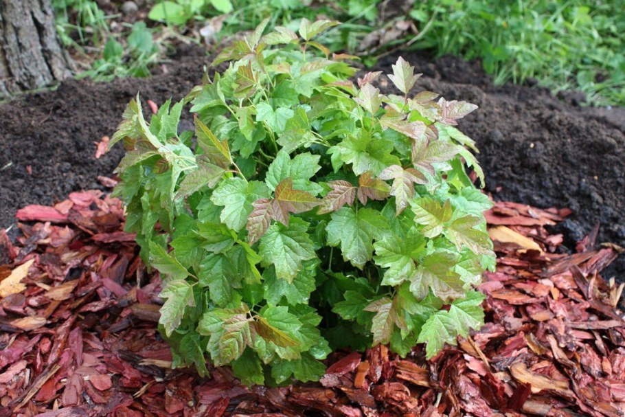 Калина обыкновенная (Viburnum opulus) "Nanum"
