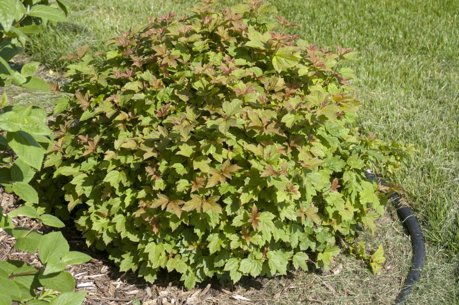 Калина обыкновенная Viburnum opulus