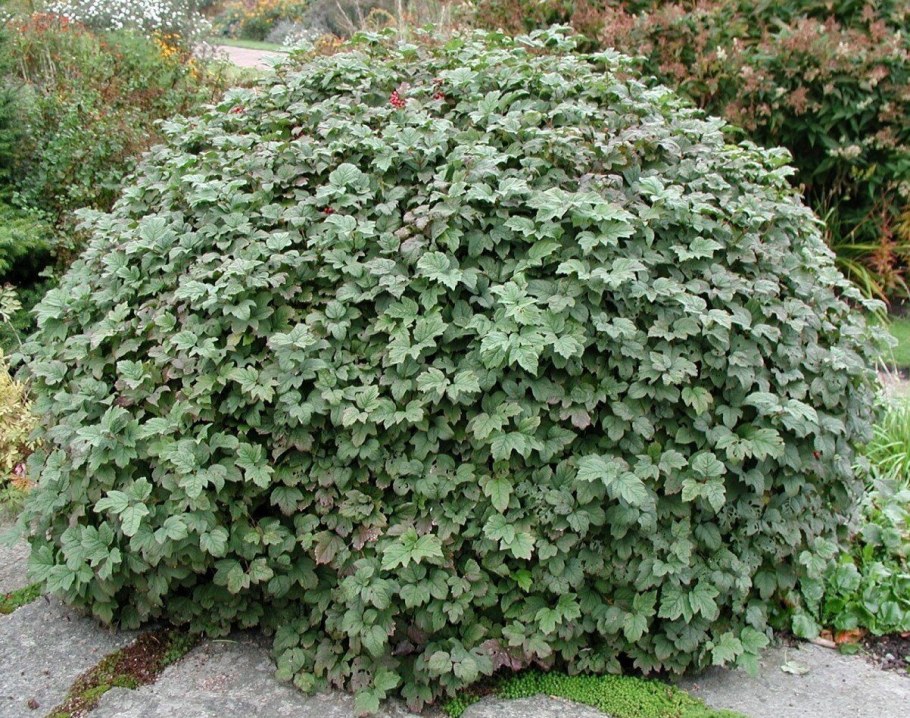 Калина обыкновенная Viburnum opulus