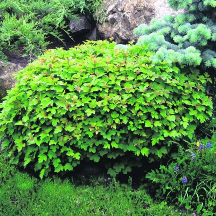 Калина обыкновенная Viburnum opulus