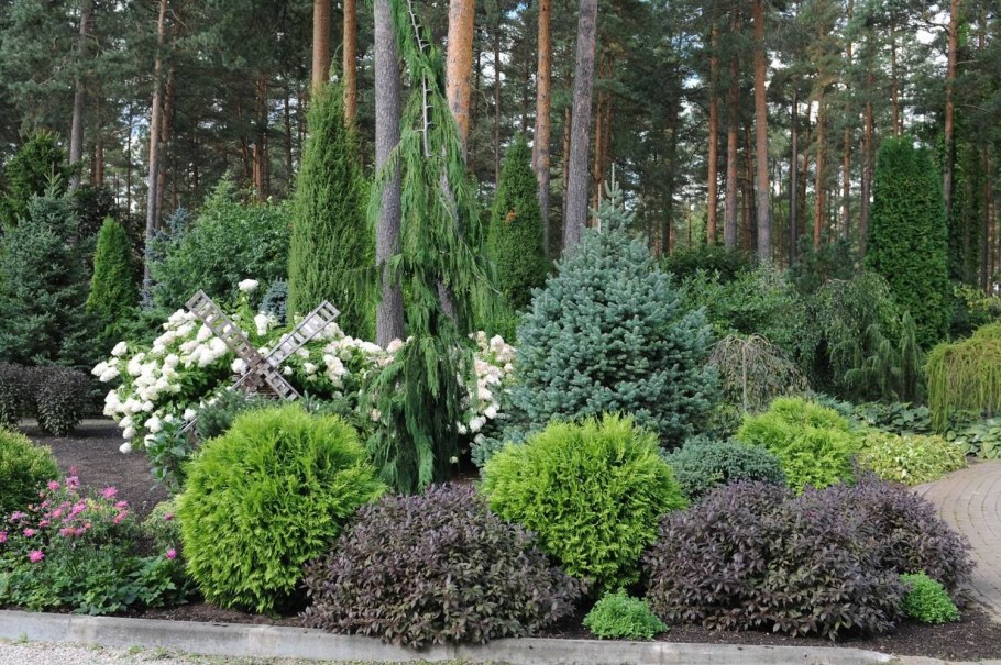 Туя Западная Глобоза