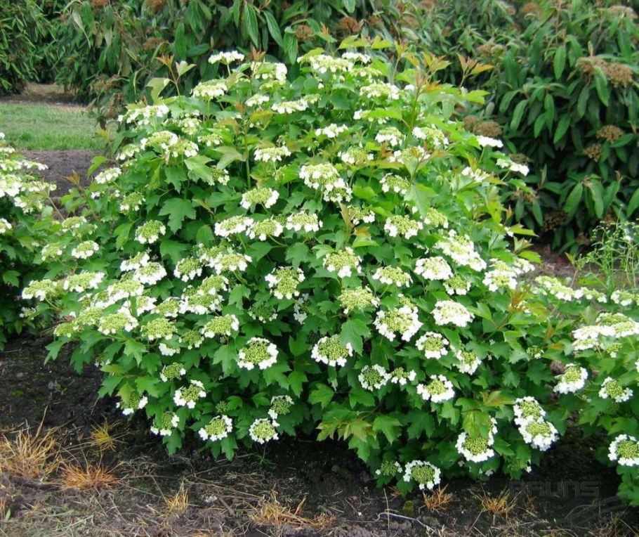 Калина обыкновенная Viburnum opulus l.