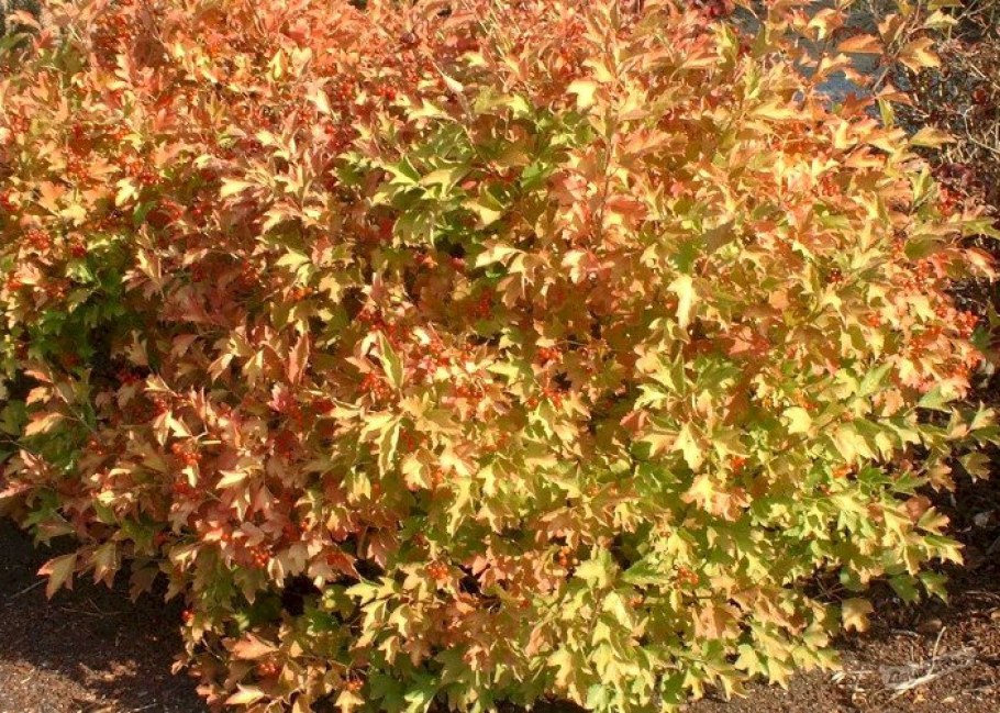 Калина (Viburnum opulus.) Compactum,