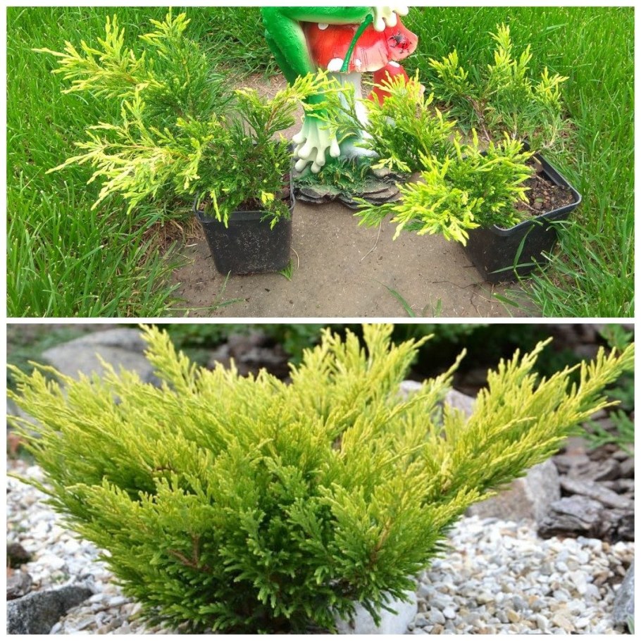 Можжевельник Блю лайм Глоу