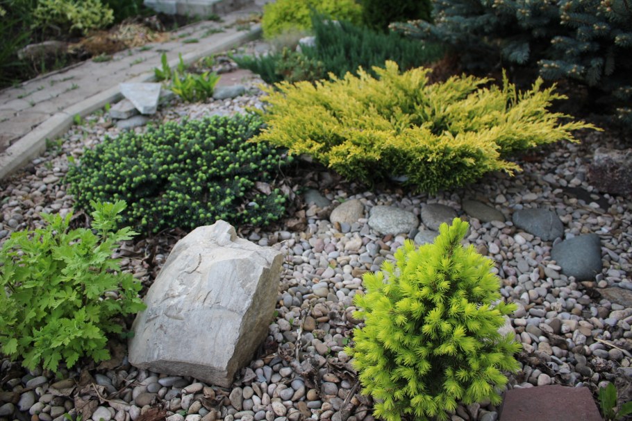 Можжевельник горизонтальный лайм Глоу