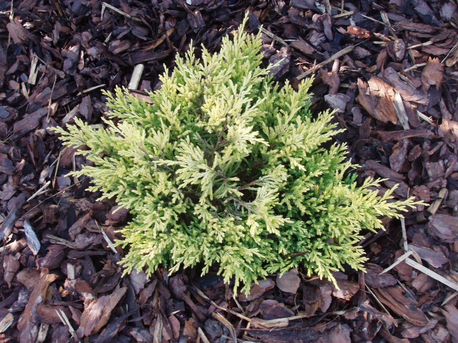 Можжевельник горизонтальный Lime Glow