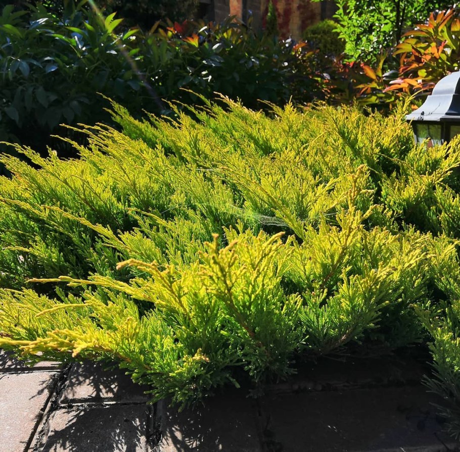 Можжевельник горизонтальный Limeglow