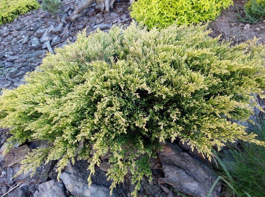 Туя лайм Глоу