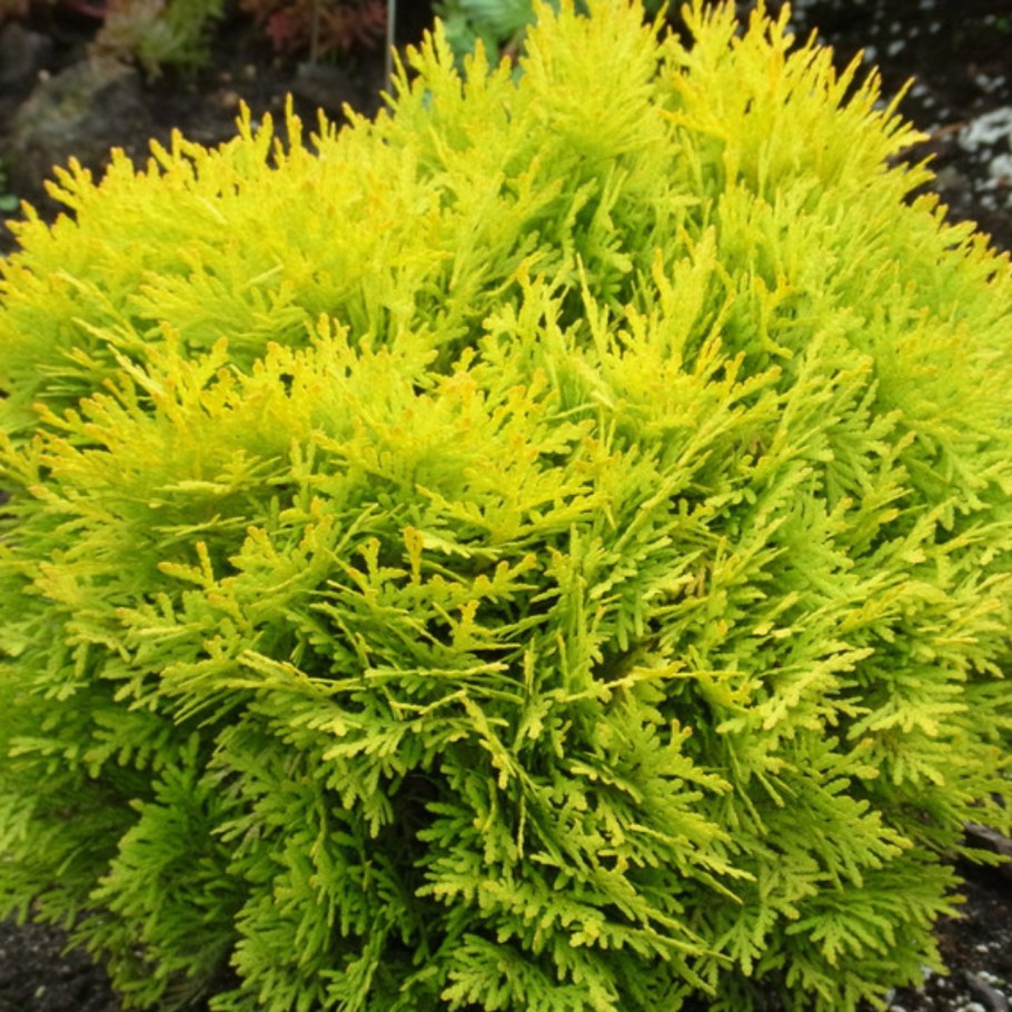 Туя лайм Глоу