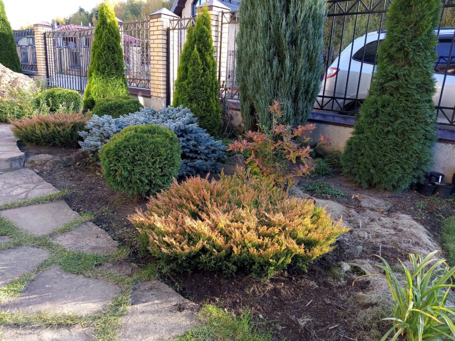 Можжевельник лайм Глоу