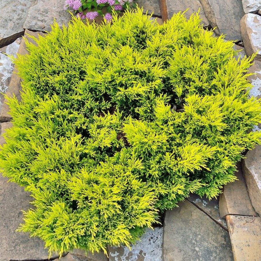 Juniperus horizontalis Limeglow