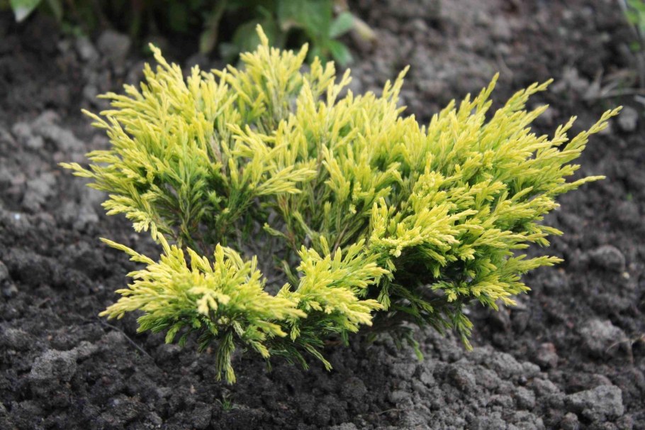 Желтый можжевельник лайм Глоу