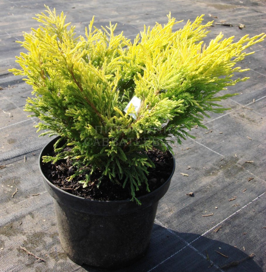 Можжевельник Еллоу Глоу