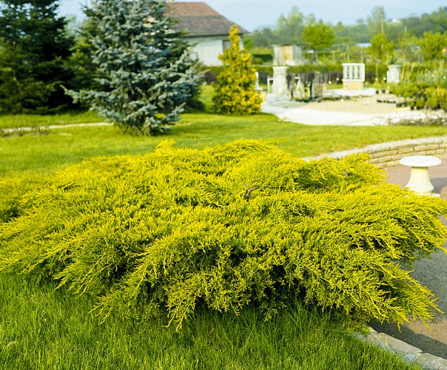 Можжевельник горизонтальный лайм Глоу